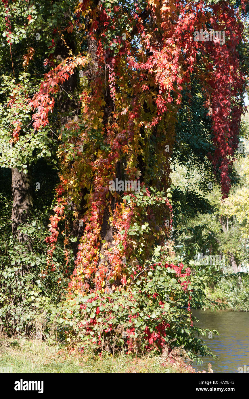 Tiergarten-012. Deutschland Stockfoto