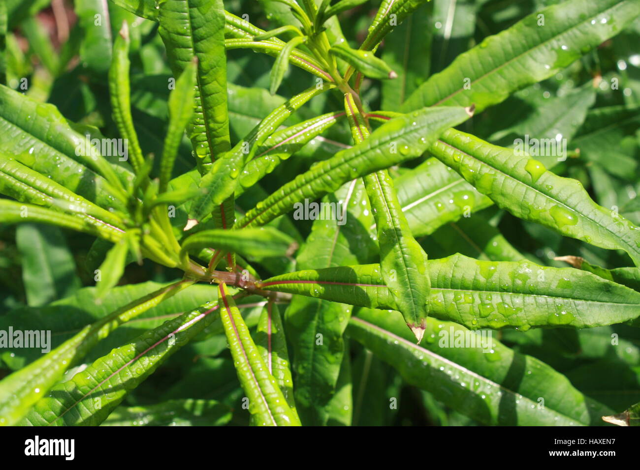schmale, schlanke Blätter Stockfoto