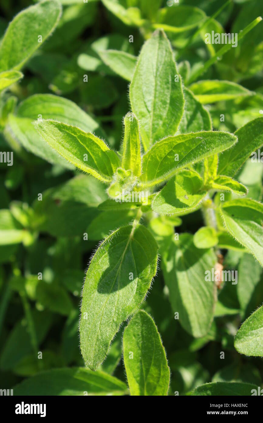 Oregano, Küchenkraut Stockfoto