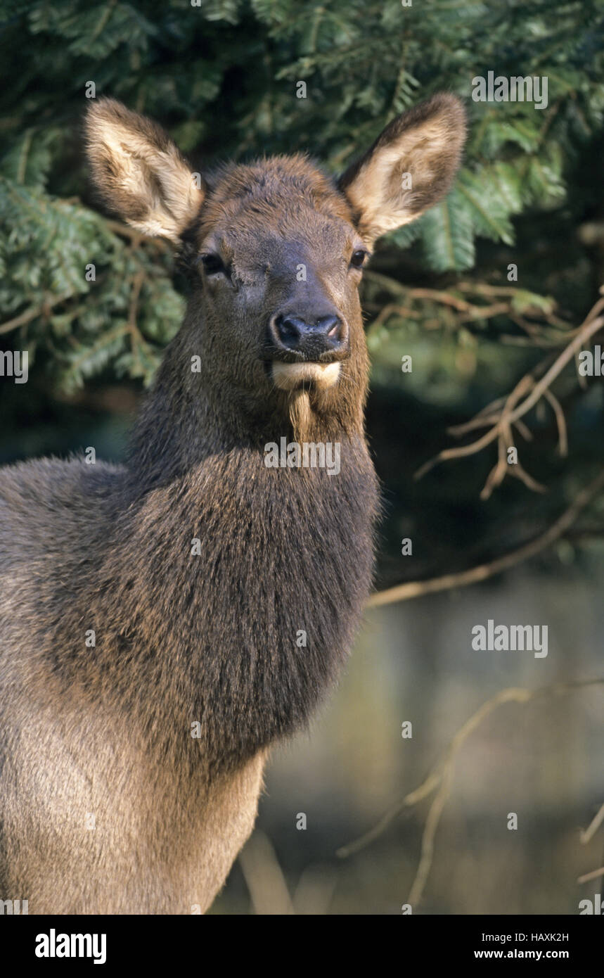 Elchkalb im Portrait - (Rocky Mountain Elk) Stockfoto