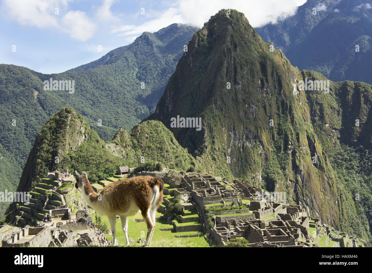 Lama, Machu Picchu Stockfoto