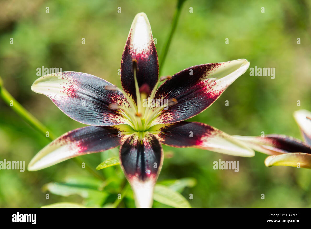 Weiße und violette Lilie im Blumenbeet im Garten Stockfoto