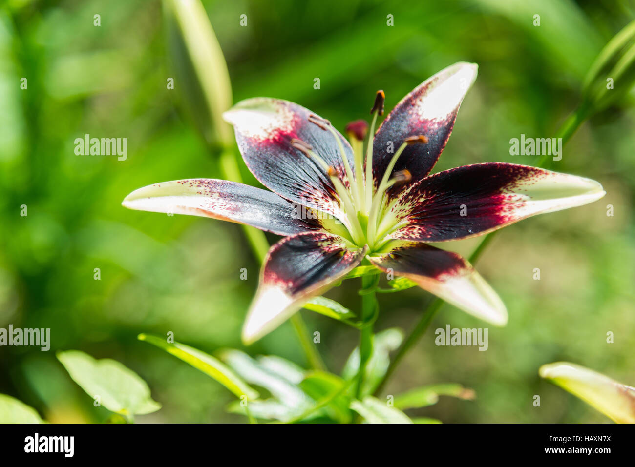 Weiße und violette Lilie im Blumenbeet im Garten Stockfoto
