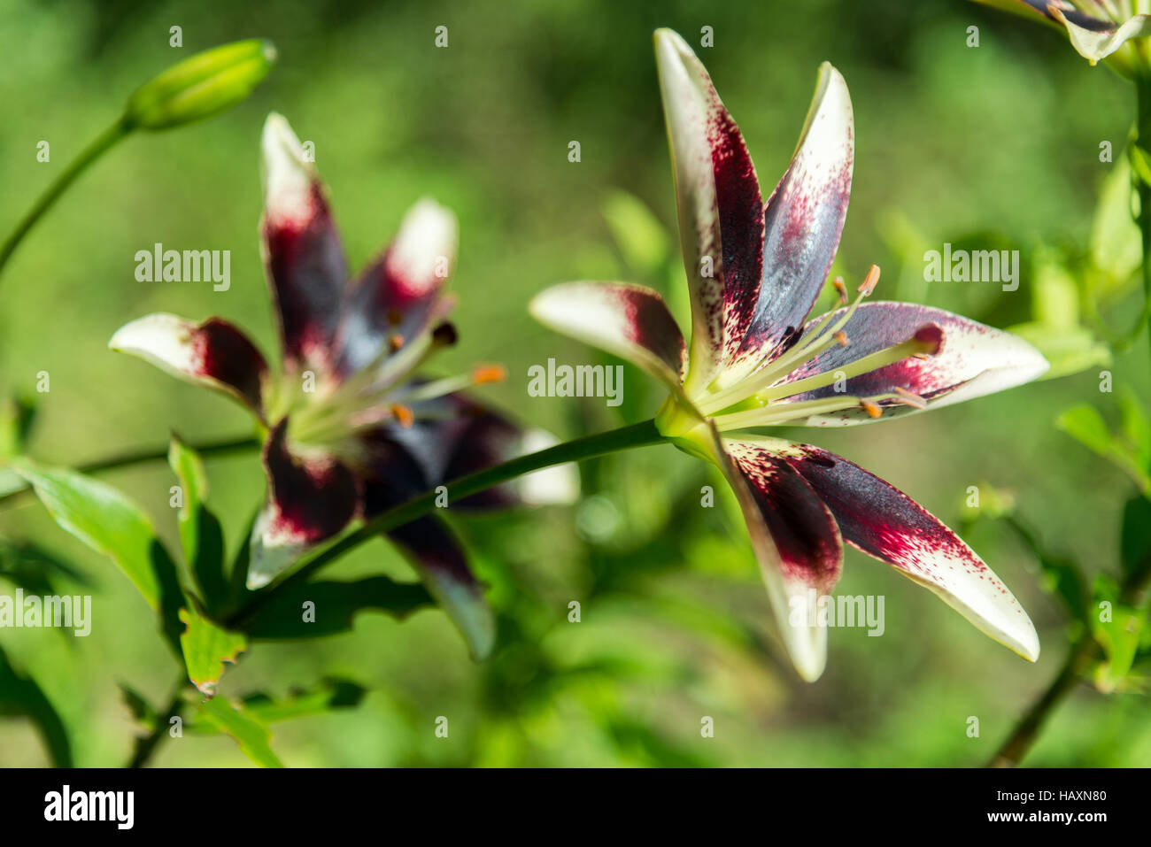 Weiße und violette Lilie im Blumenbeet im Garten Stockfoto