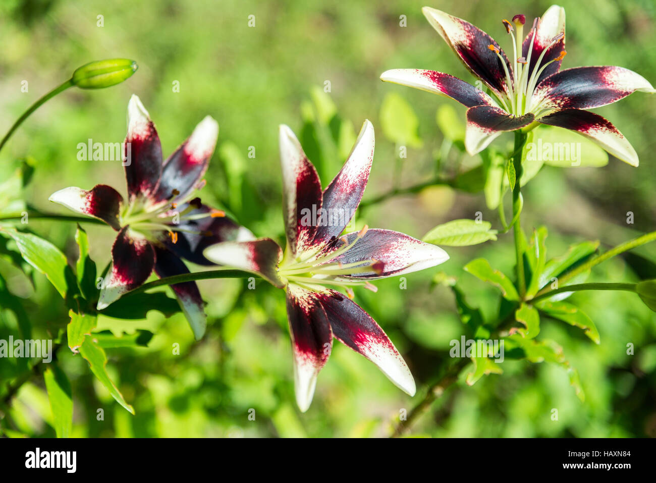 Weiße und violette Lilie im Blumenbeet im Garten Stockfoto