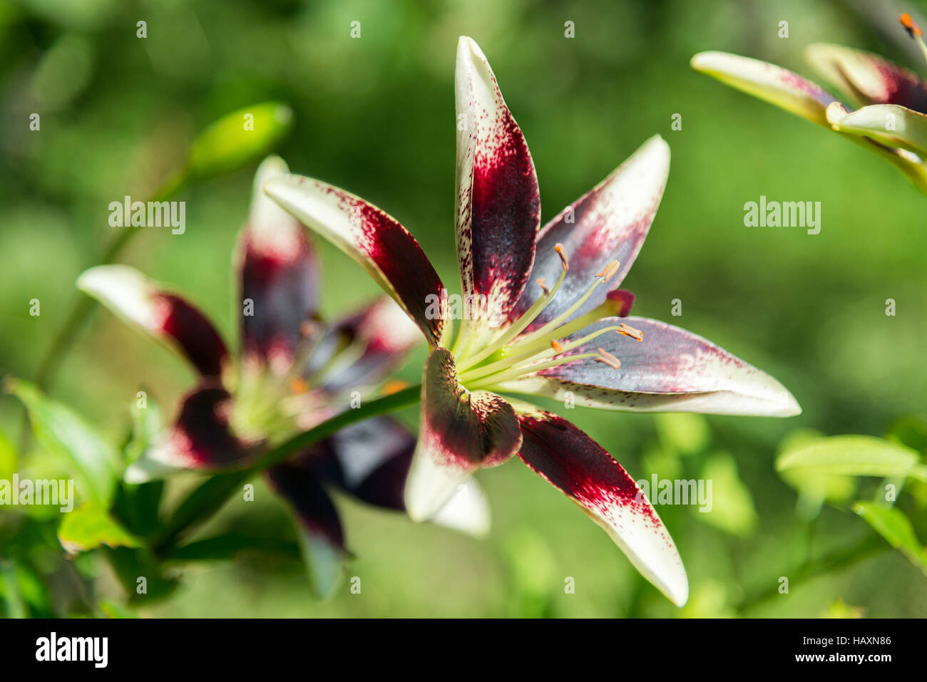 Weiße und violette Lilie im Blumenbeet im Garten Stockfoto