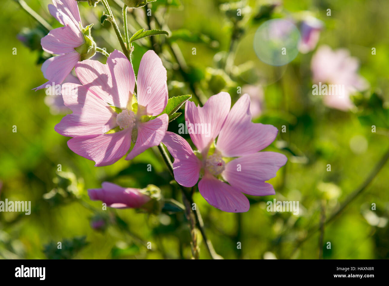 Lila rosa Malve Wiesenblumen Malva Stockfoto