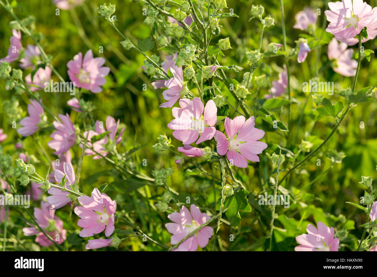 Lila rosa Malve Wiesenblumen Malva Stockfoto