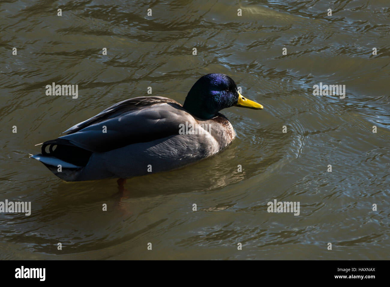 Eine männliche Stockente (Anas Platyrhynchos) Stockfoto