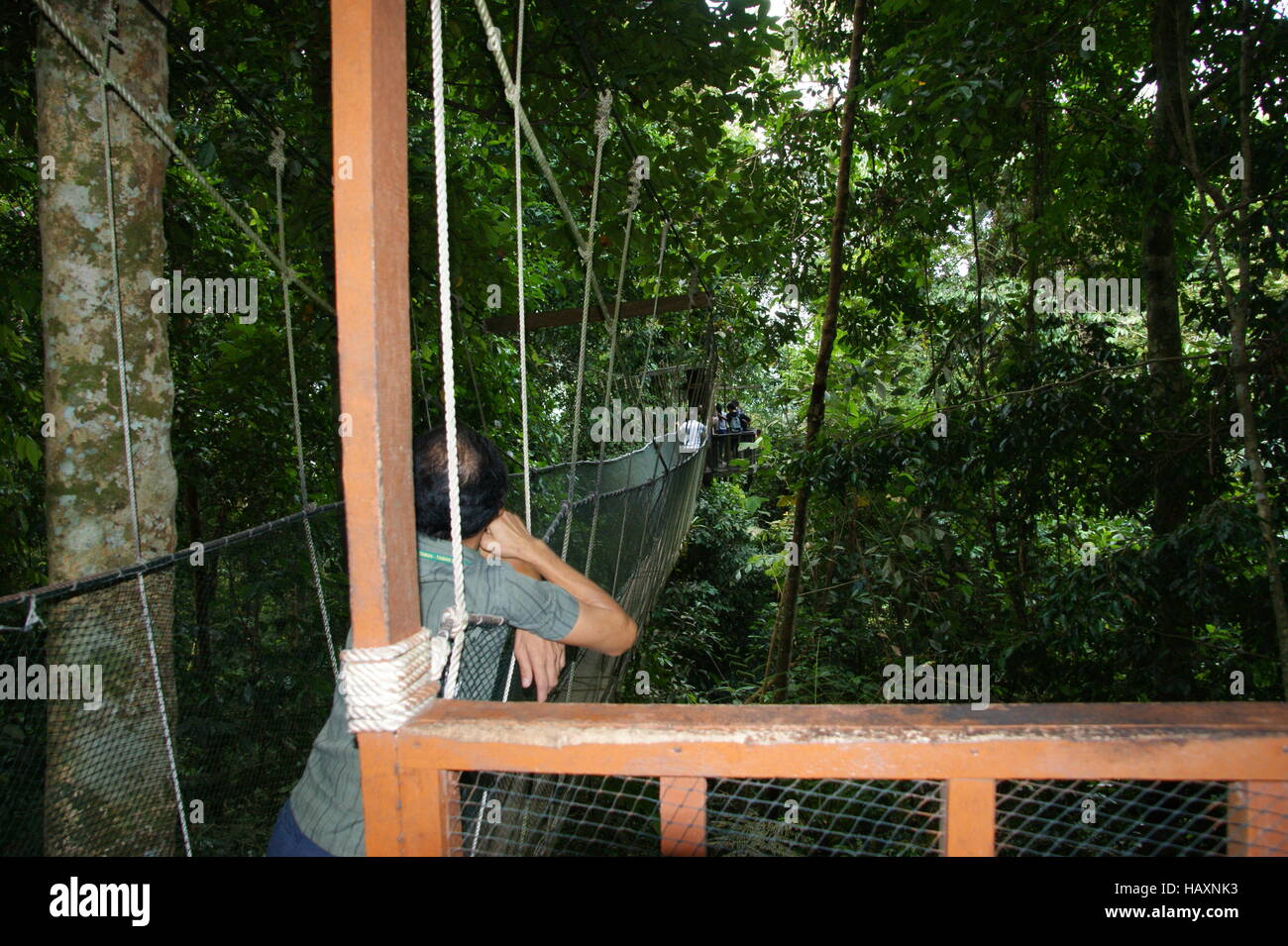 Canopy Walkway. Poring Hot Springs, Kinabalu Park, Sabah, Borneo, Malaysia, Südost-Asien Stockfoto