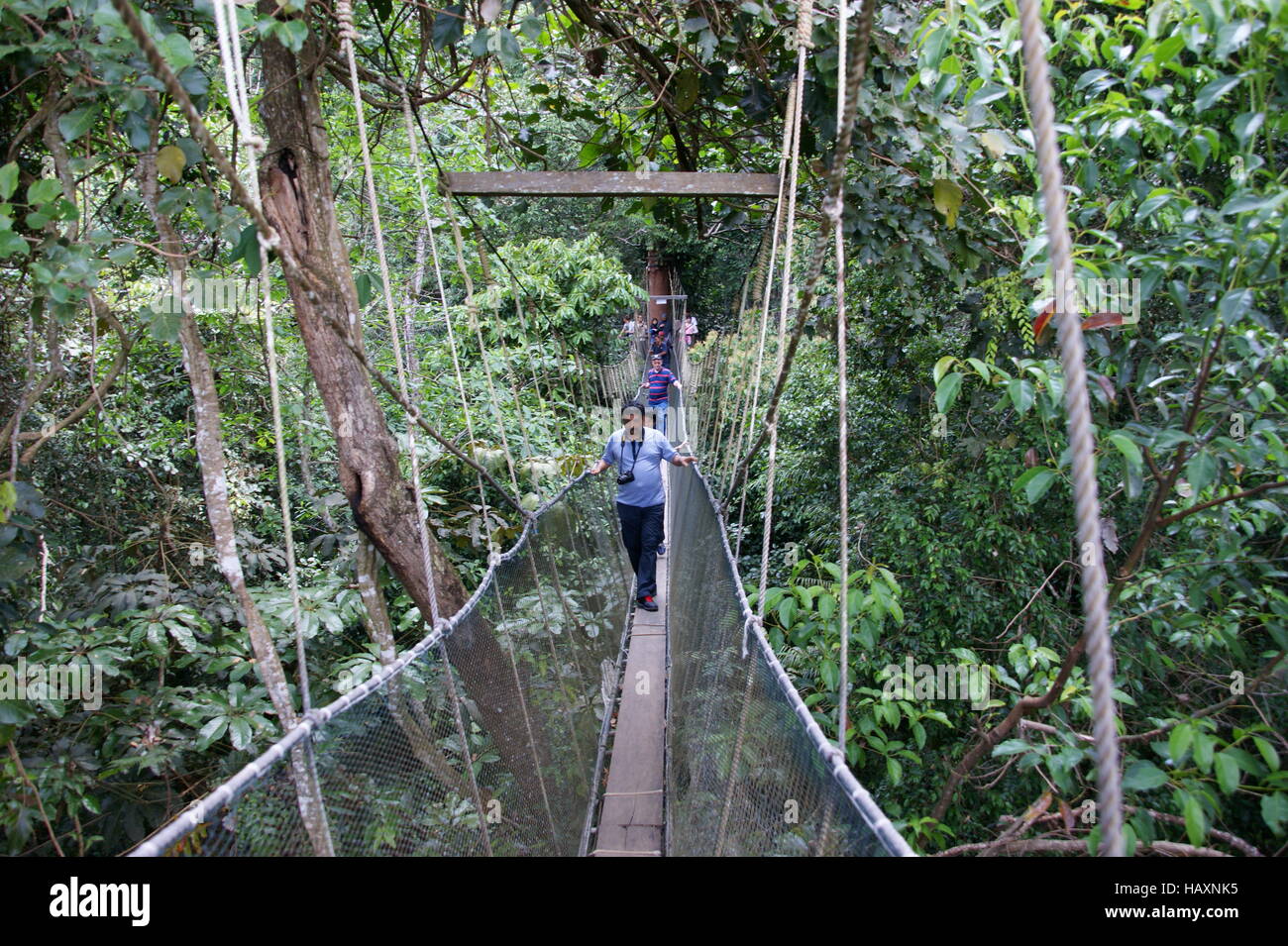 Rainforest Canopy Walkway. Poring Hot Springs, Kinabalu Park, Sabah, Borneo, Malaysia, Südost-Asien. Stockfoto