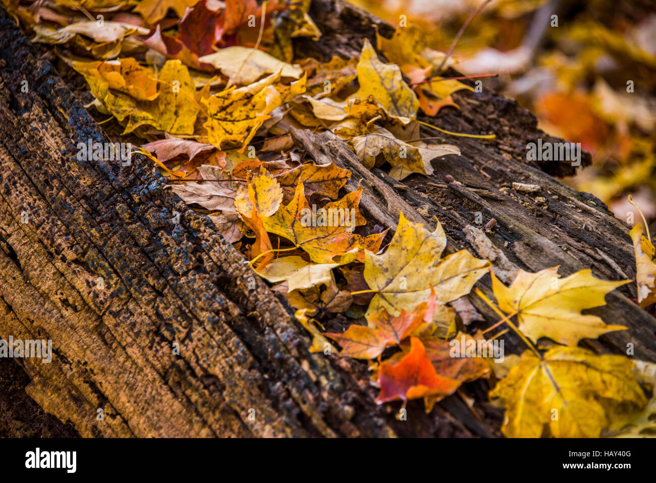 Herbst Look mit bunten Blättern der amerikanischen Wald Bäume liegen auf alten Holz. Herbst Konzept Stockfoto