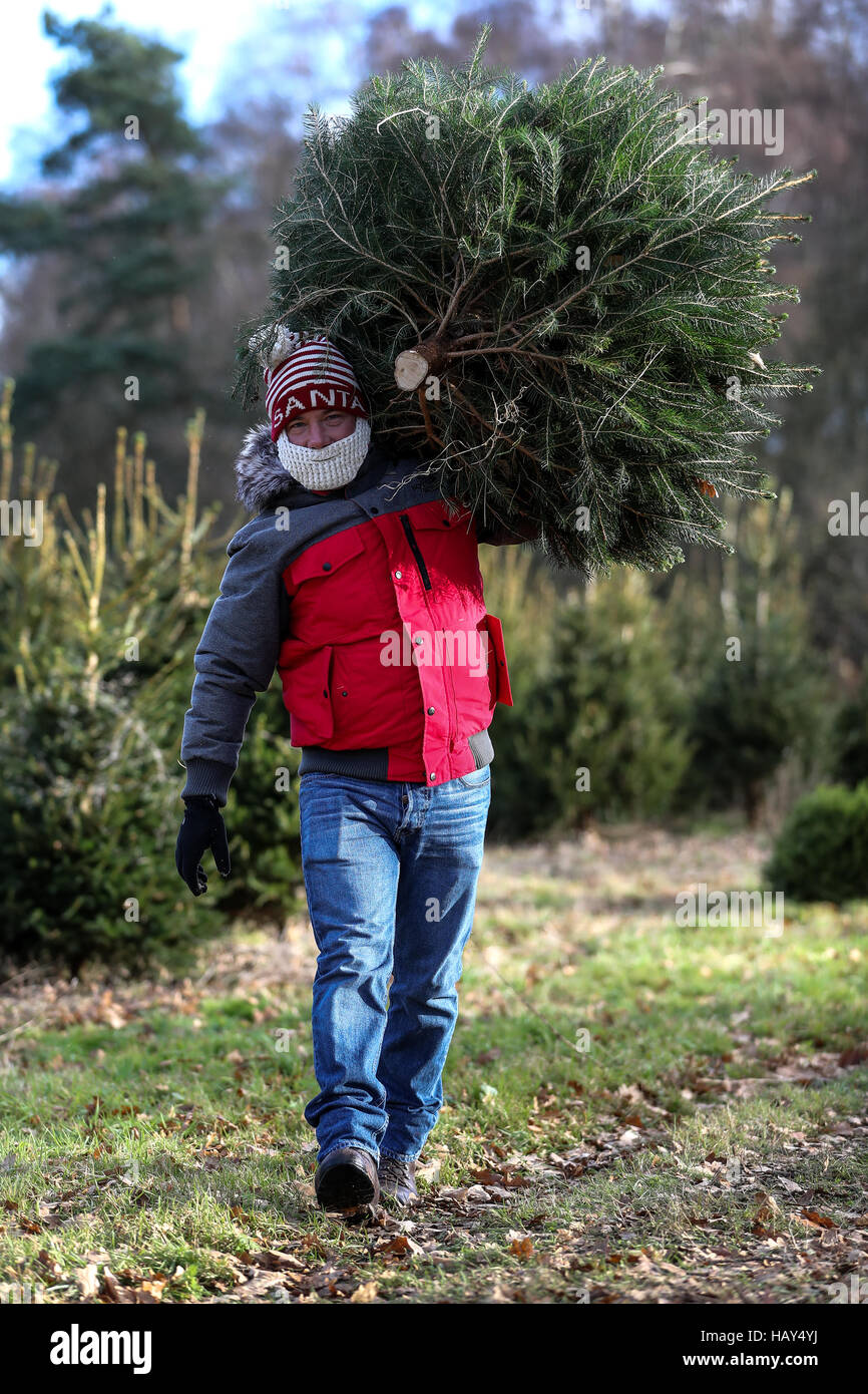 Ein Mann mit einem gestrickten Santa Bart an trägt seinen eigenen Weihnachtsbaum nach dem Schneiden auf Wylds Farm in der Nähe von Liss in Hampshire, wo Mitglieder der Öffentlichkeit zu wählen und ihre eigenen Weihnachtsbaum schneiden kommen kann. Stockfoto