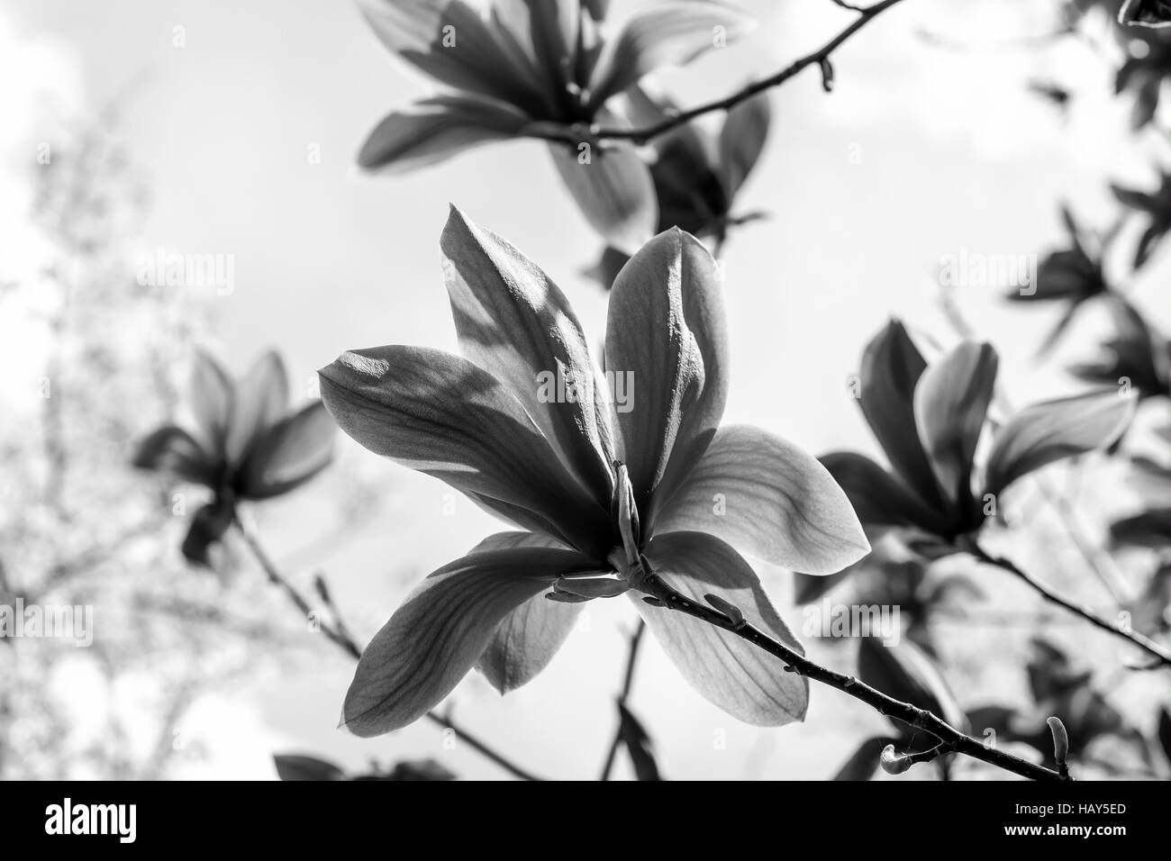 Blüte der Magnolie Blüten im Frühling, soft-Fokus. Vintage schwarz / weiß Stockfoto