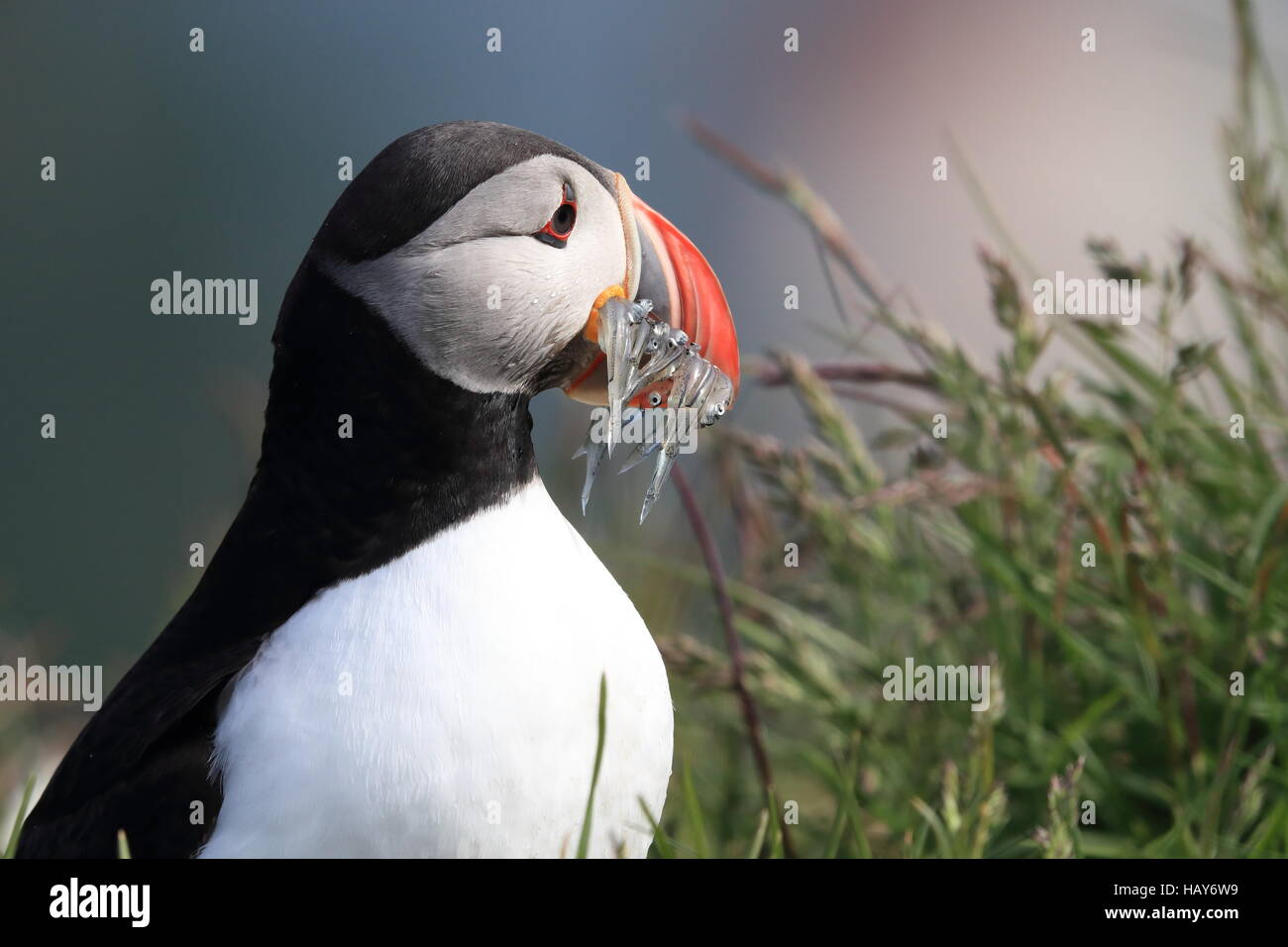 Papageitaucher mit Fisch im Mund Island Stockfoto