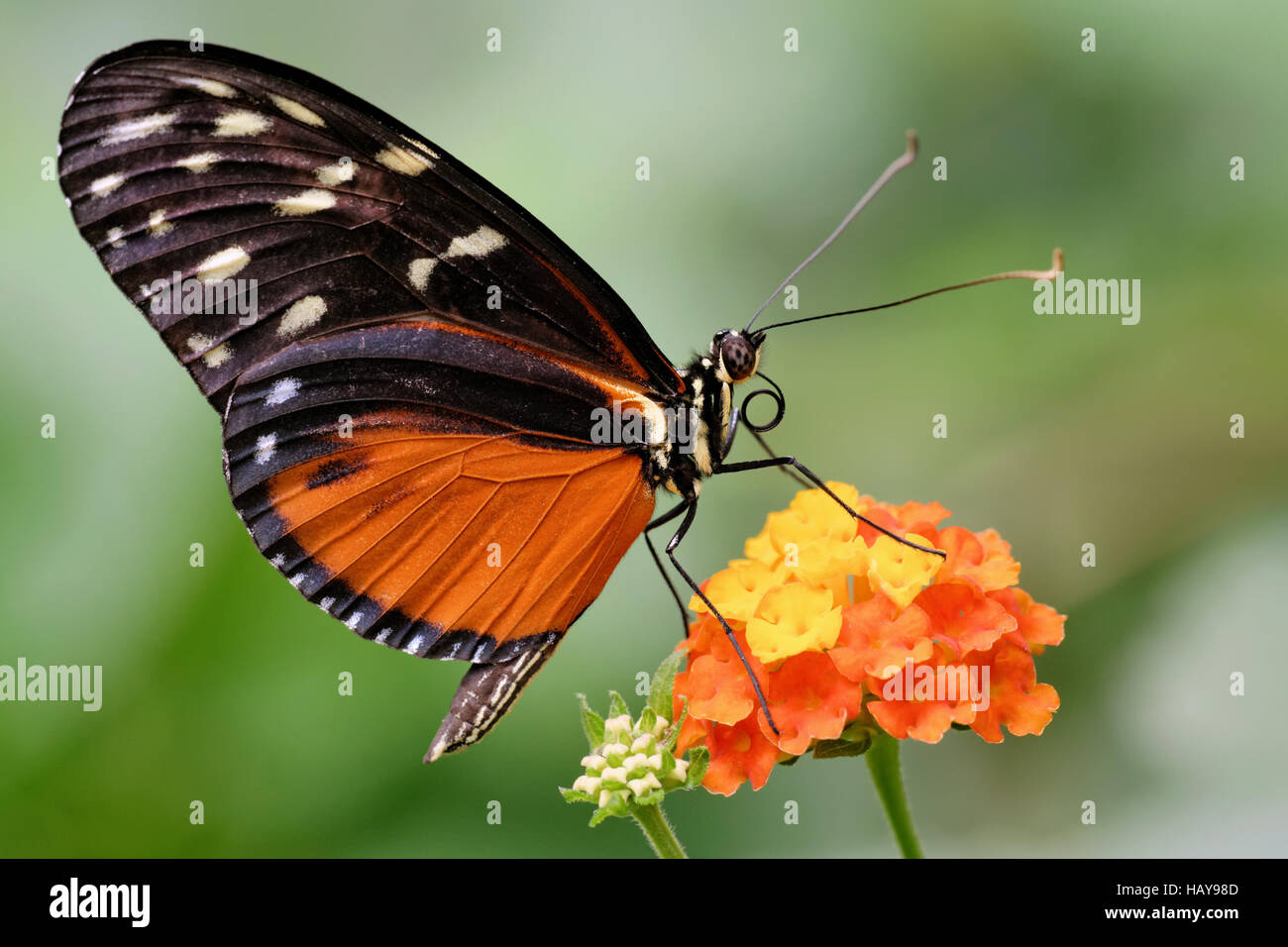 Doris Longwing Schmetterling Stockfoto