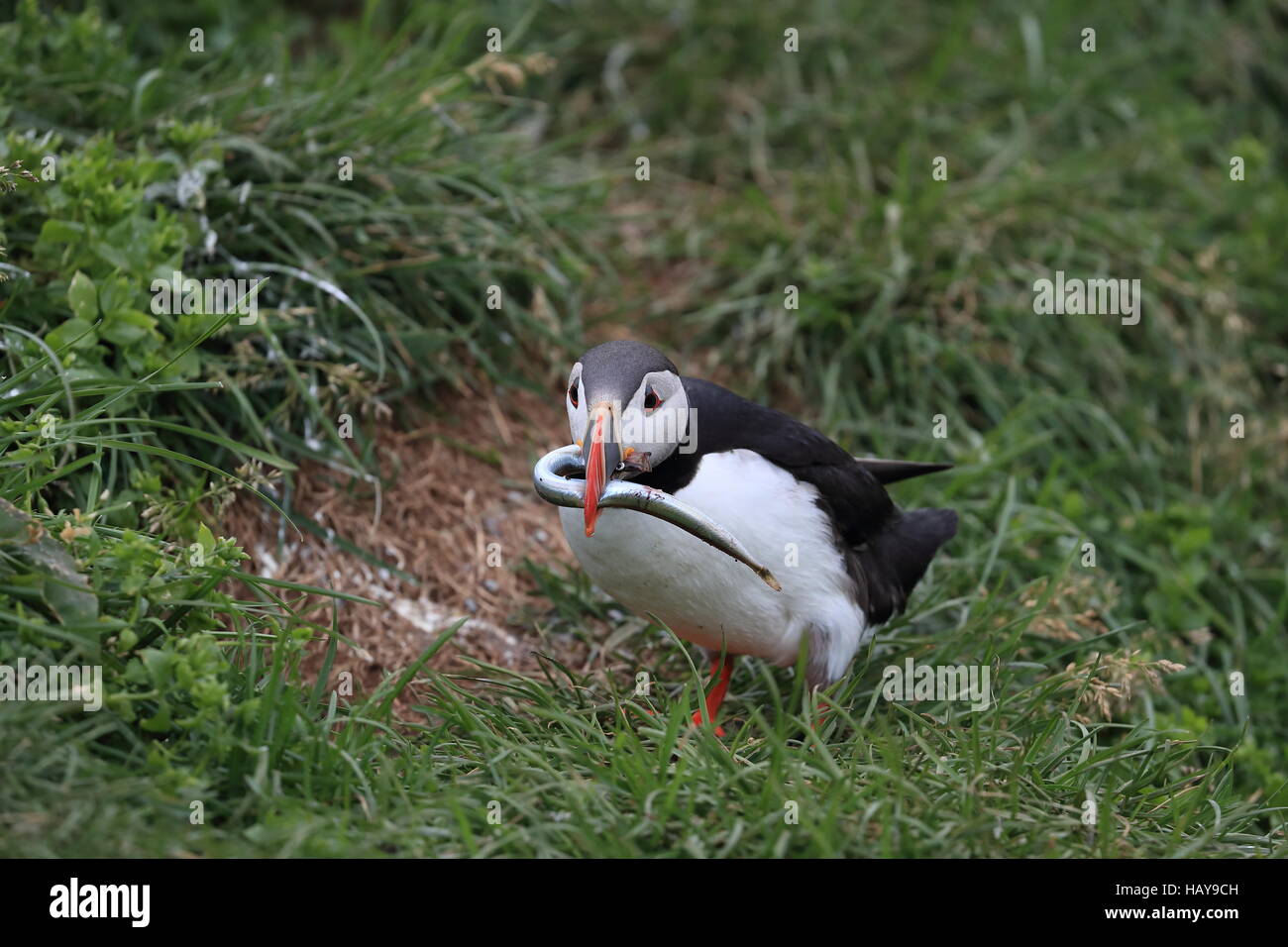 Papageitaucher mit Fisch im Mund Island Stockfoto