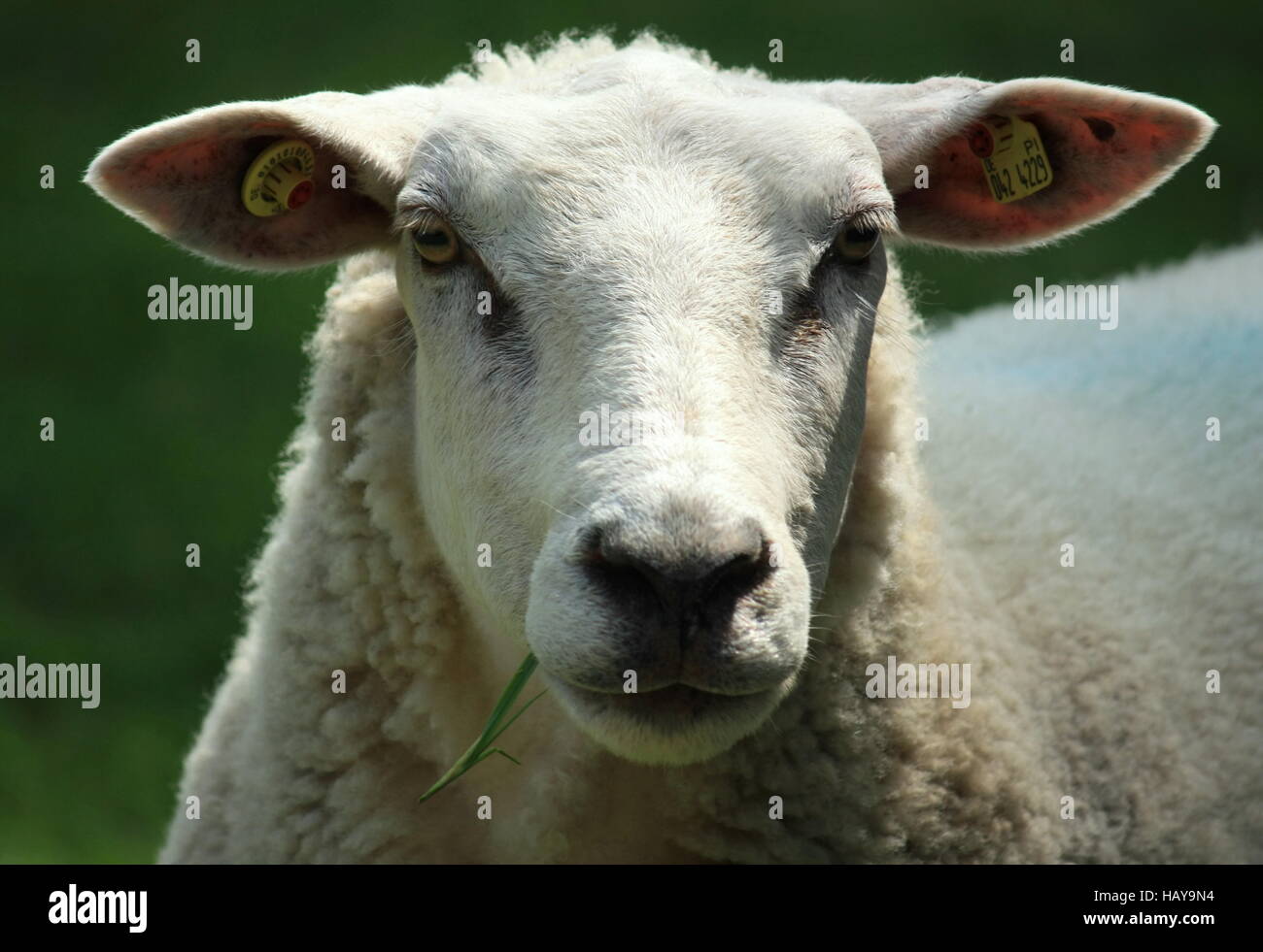 Schafe, Koepfe Stockfoto