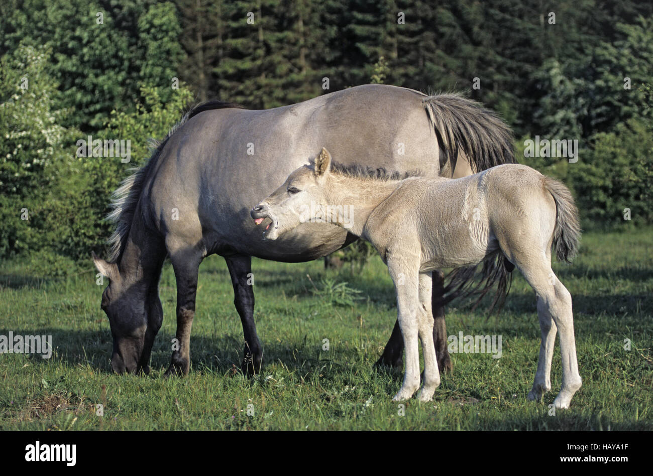 Teufel Pferd Colt neighs Stockfoto