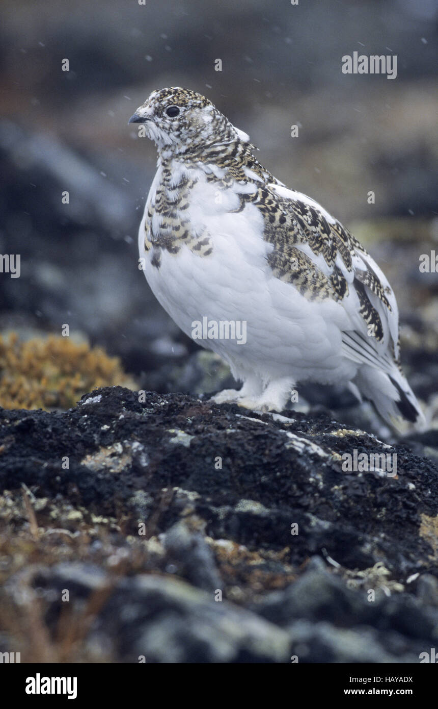 Alpenschneehuhn im Schneefall - (Schnee-Huhn) Stockfoto