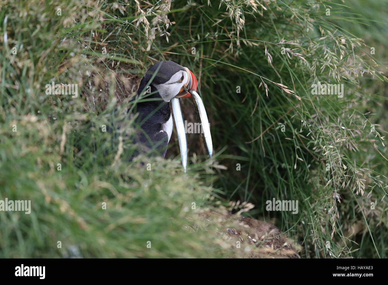 Papageitaucher mit Fisch im Mund Island Stockfoto