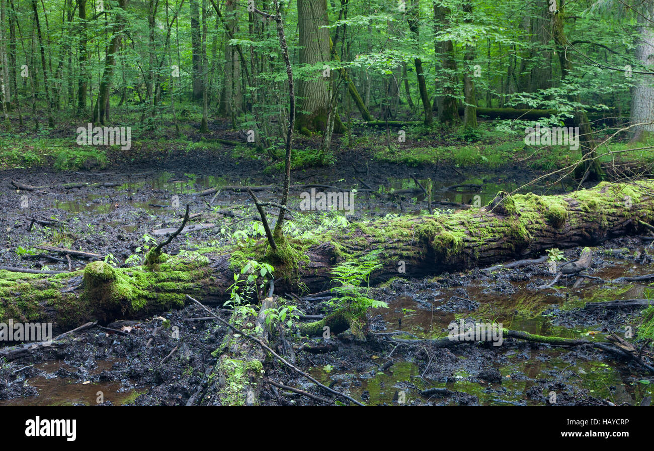 Eiche im Schlamm, Bialowiea Wald, Polen, Europa gebrochen Stockfoto