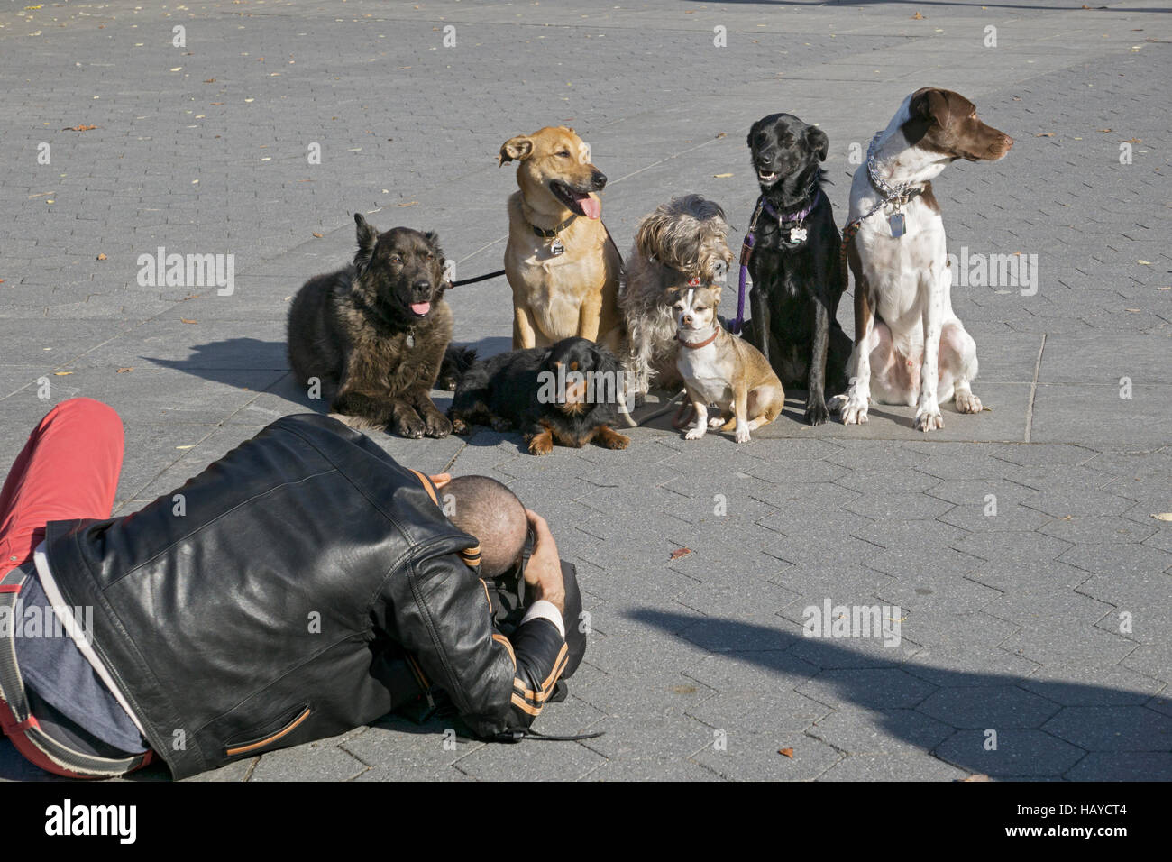 Ein Hund Behaviorist stellt sieben Hunde für ein Gruppenfoto im Washington Square Park in Greenwich Village, New York City. Stockfoto
