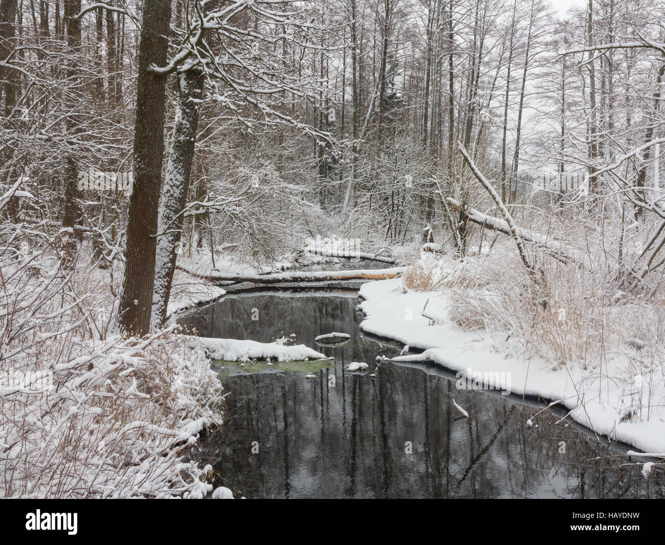 Bewölkten Wintertag durch Wald Fluss mit frischem Schnee, Wald von Białowieża, Polen, Europa Stockfoto