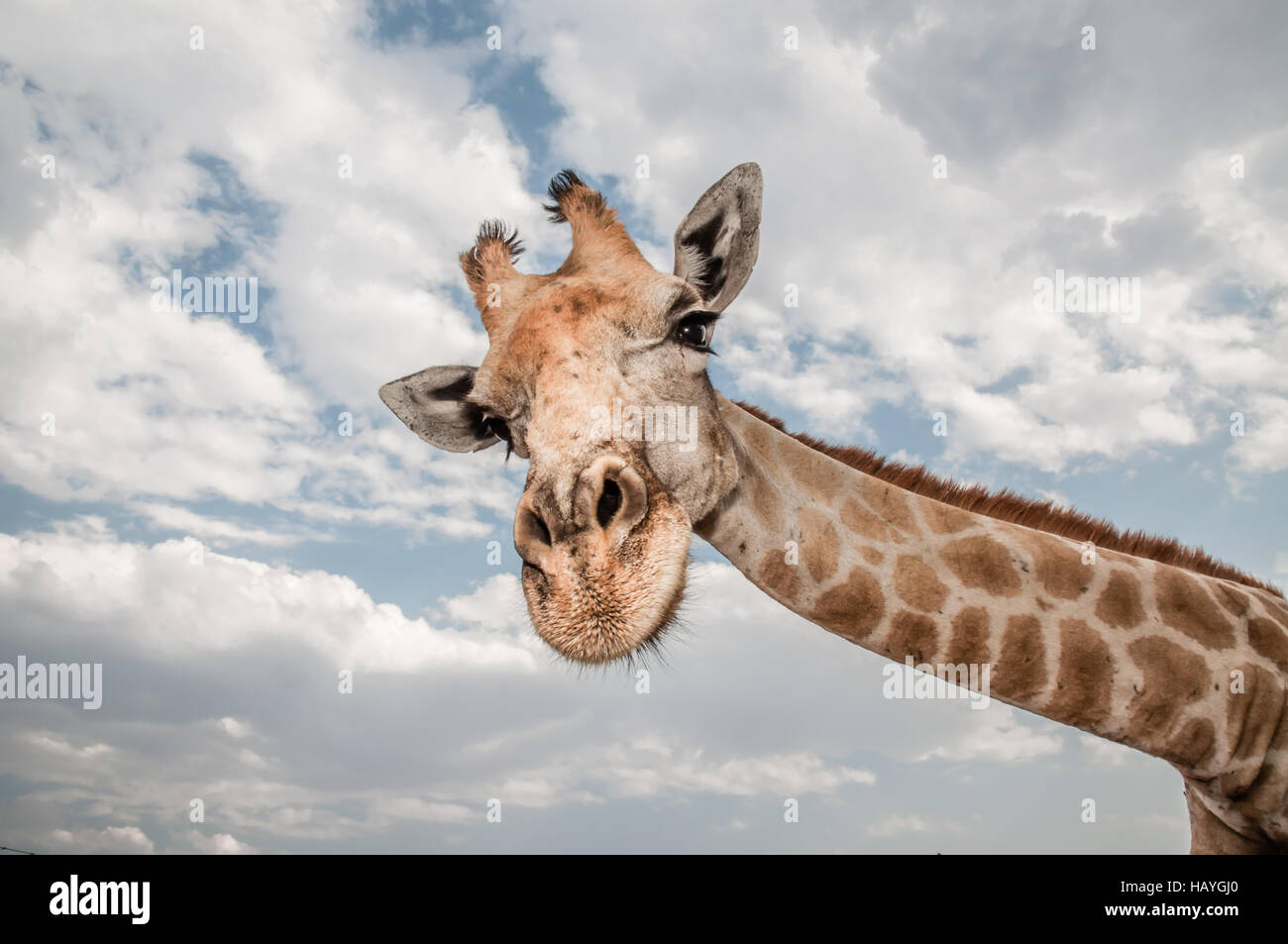 Sehr langen Hals Stockfoto