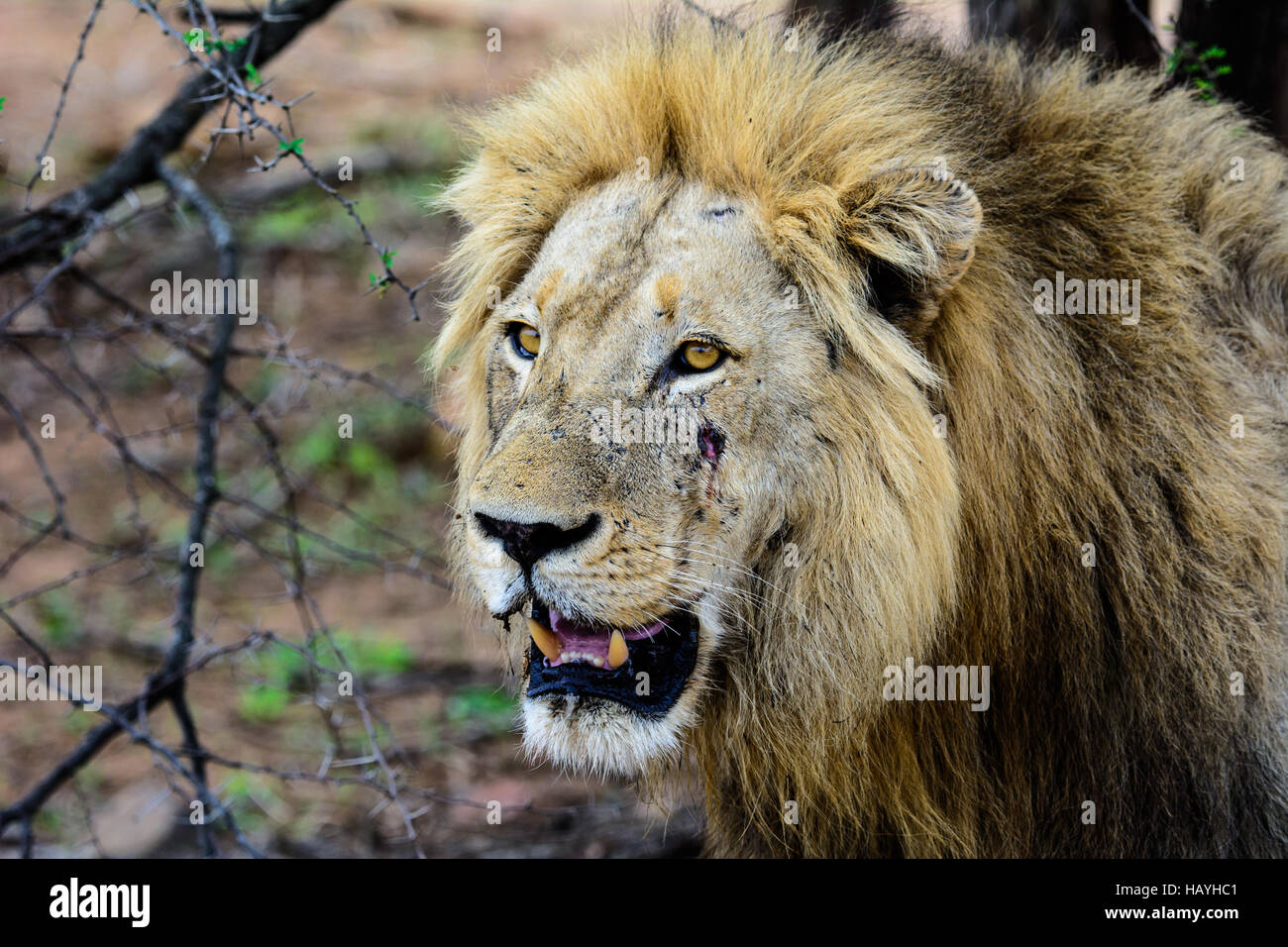 Nahaufnahme des Gesichts eines verfeindeten männlichen Löwen Stockfoto