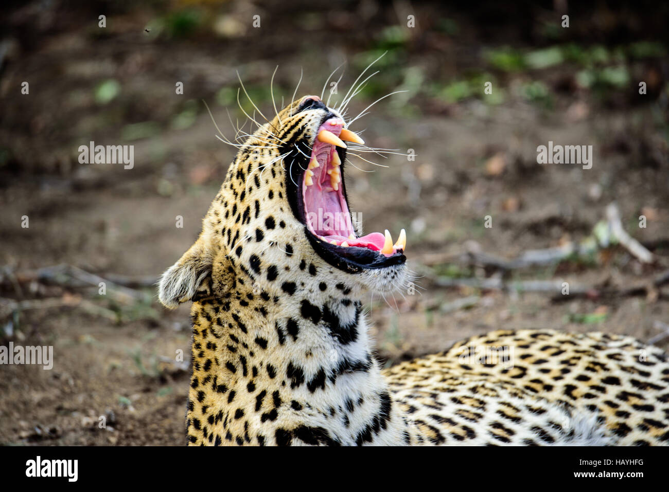 Leopard Gähnen Stockfoto