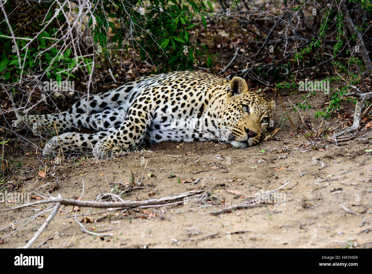 Müde Leopard versucht wach zu bleiben Stockfoto