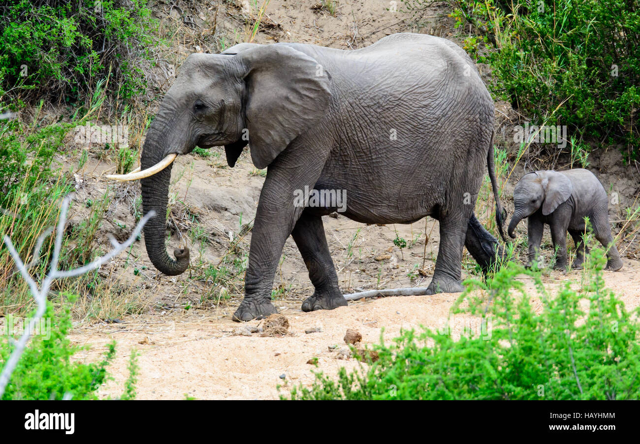 Baby-Elefanten zu Mamas folgen Stockfoto