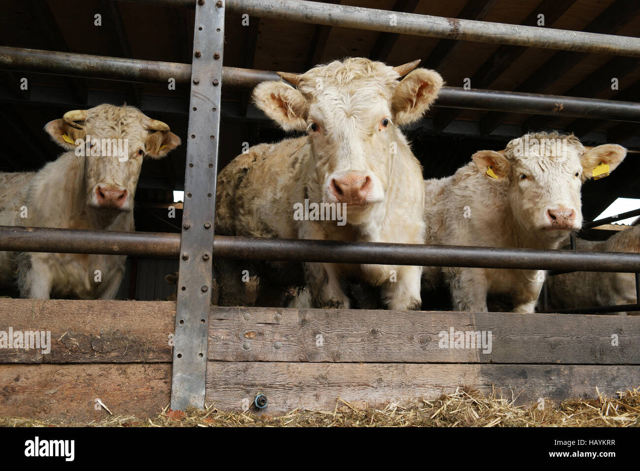 Gehörnte Charolais Kuh sicher hinter einer schweren Eisenstange in der Scheune. Charolais ist eine große bemuskelt, Rasse der Taurin Rinder Stockfoto