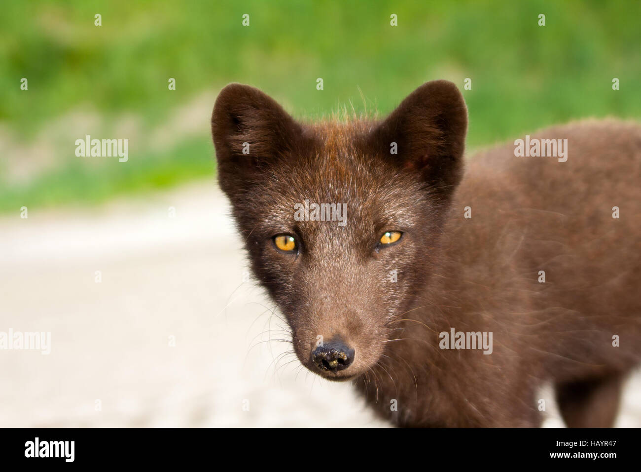 Blue Fox. Frank bestaunen. Niedlich, aber schlaue Critter. Stealth, Wachheit, Betrug, Vorfreude in seinen Augen Stockfoto