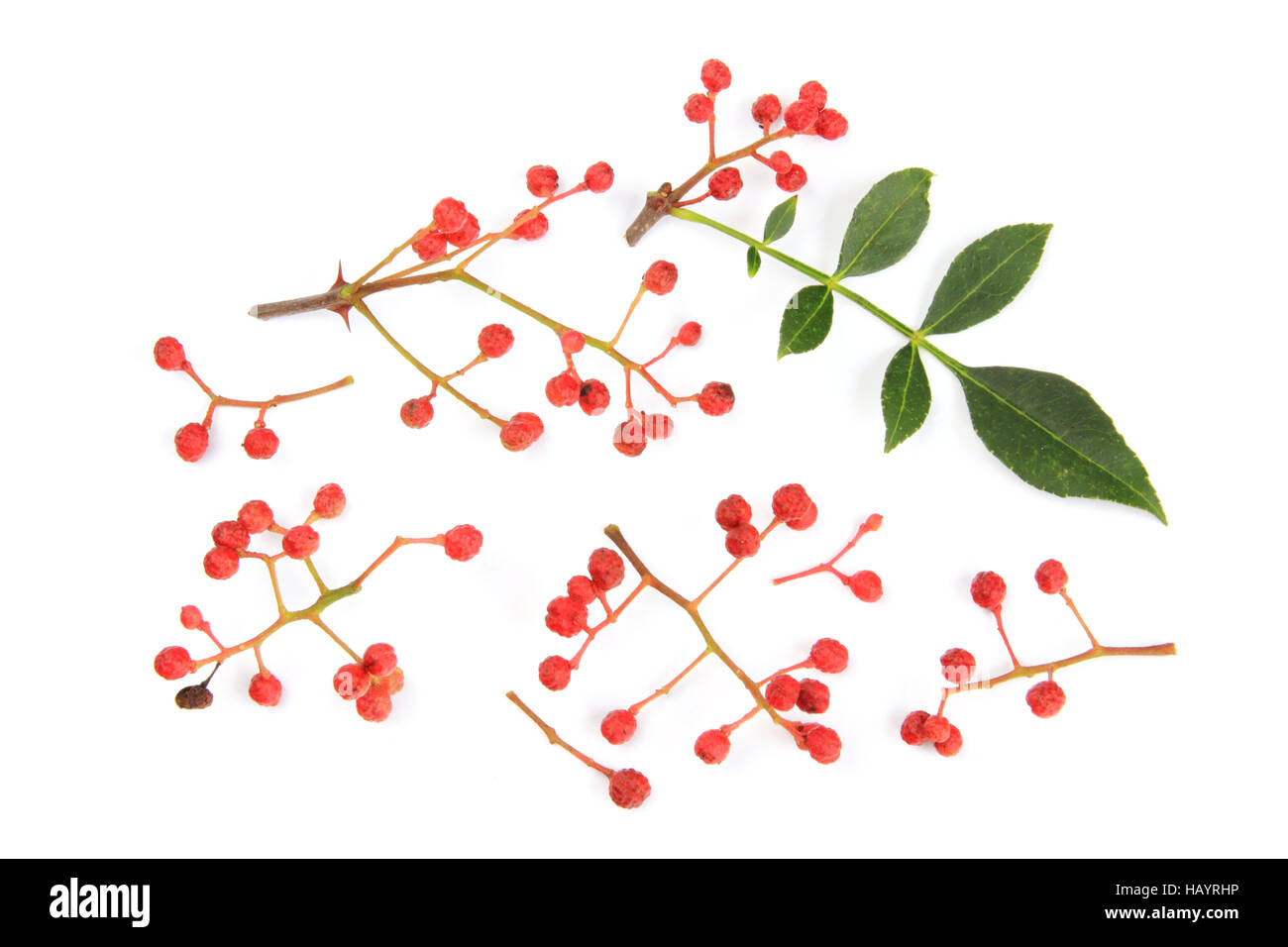 Szechuan-Pfeffer (Zanthoxylum Piperitum) Stockfoto