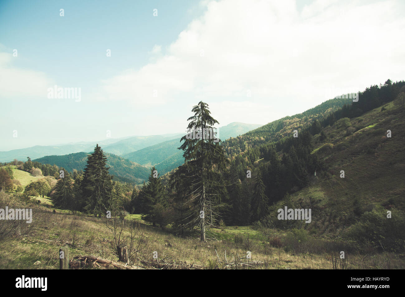 Schwarzwald Stockfoto