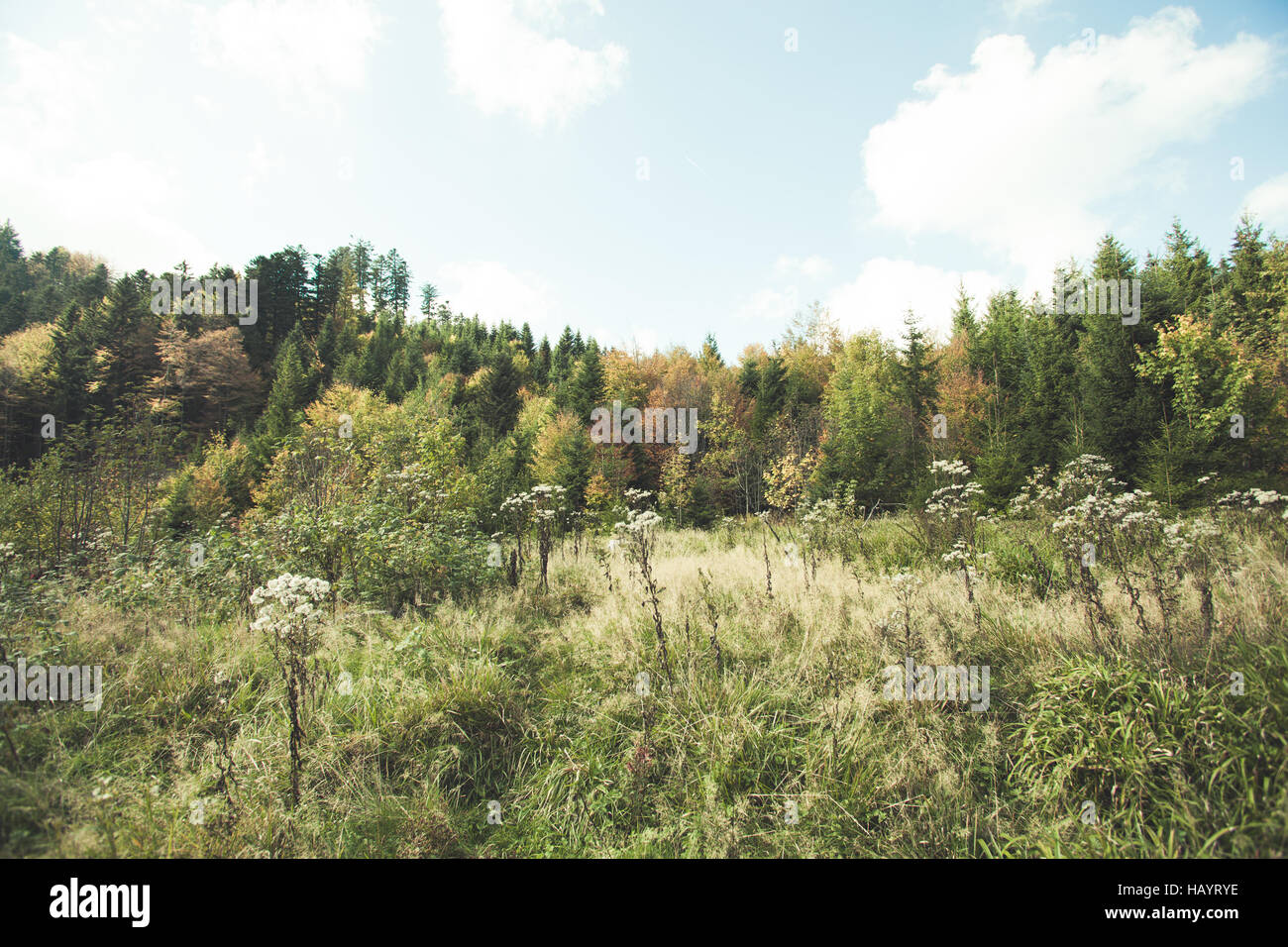 Schwarzwald Stockfoto