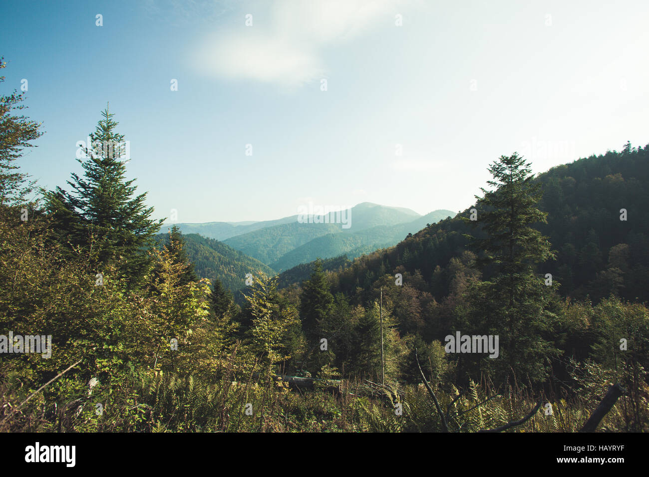 Schwarzwald Stockfoto