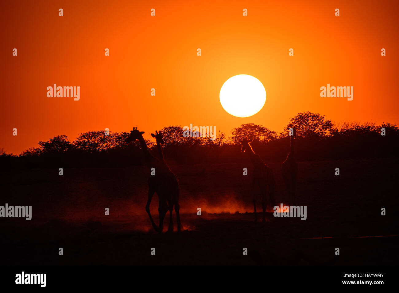 Giraffen in einer afrikanischen Safari Sonnenuntergang Silhouette Stockfoto