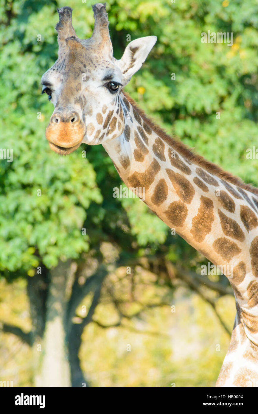 Giraffe Im Bild Stockfoto