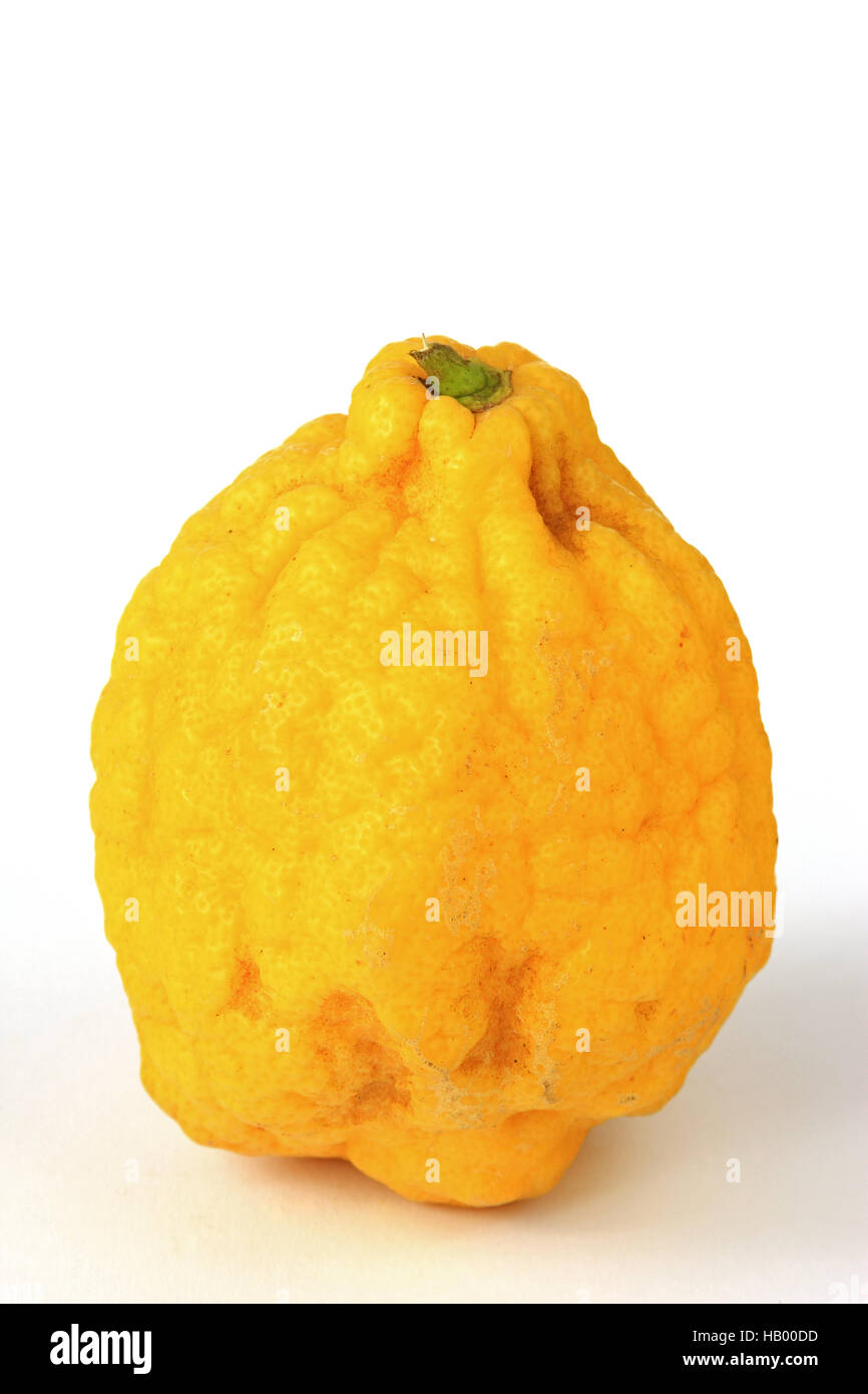 Zitronatzitrone (Citrus Medica) Stockfoto
