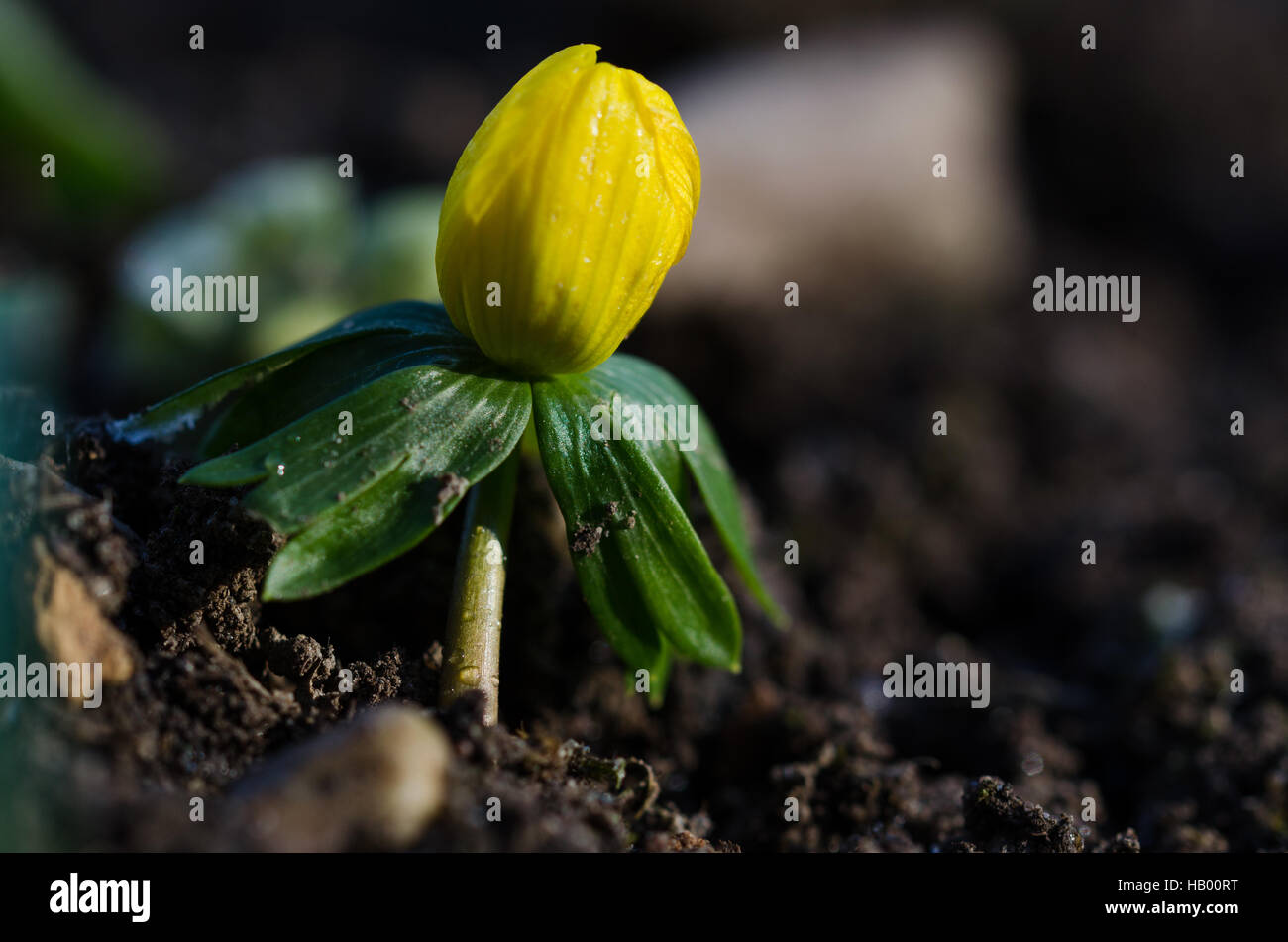 Winter-Aconitum Stockfoto