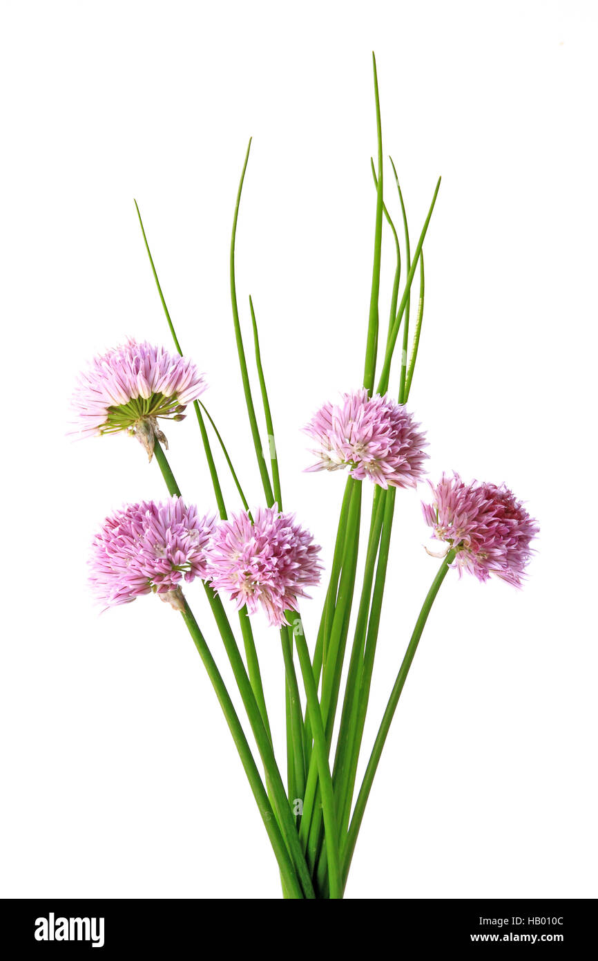 Schnittlauch (Allium Schoenoprasum) Stockfoto