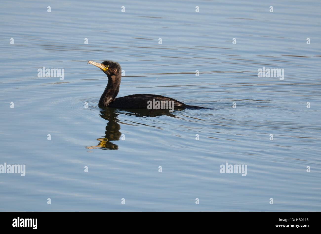 Kormoran Stockfoto