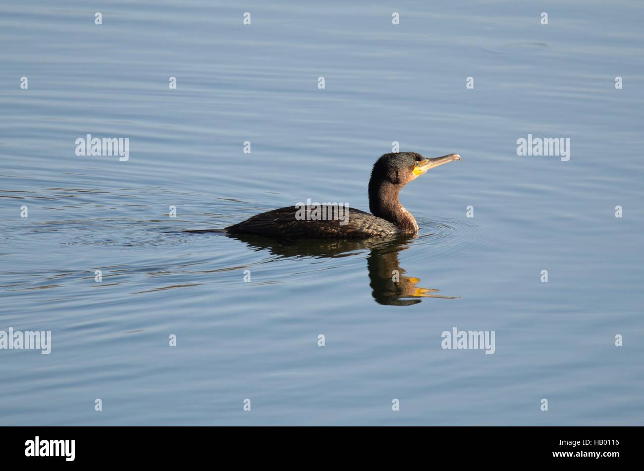 Kormoran Stockfoto