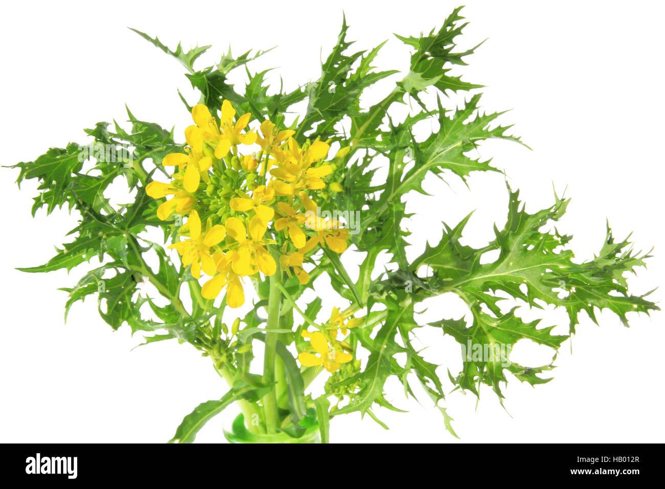 Mizuna (Brassica Rapa var. Nipposinica) Stockfoto