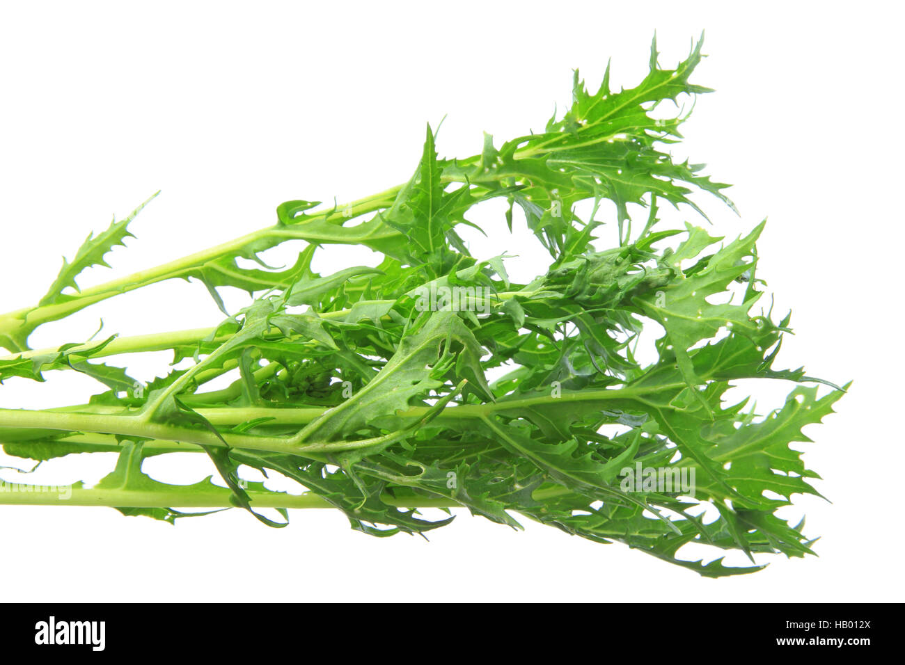 Mizuna (Brassica Rapa var. Nipposinica) Stockfoto