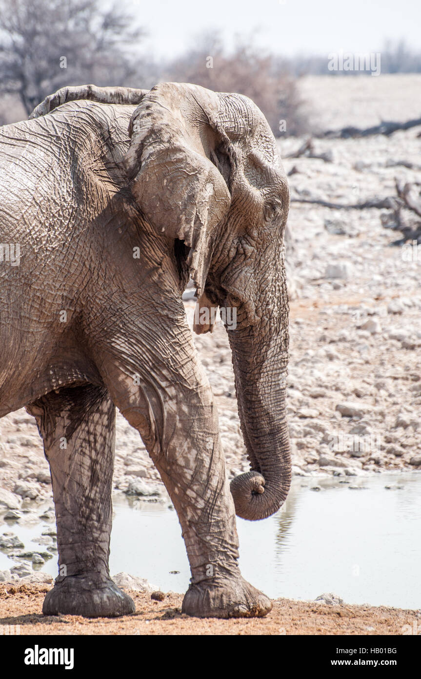 Elefantenbulle mit gebrochenen Tusk Stockfoto