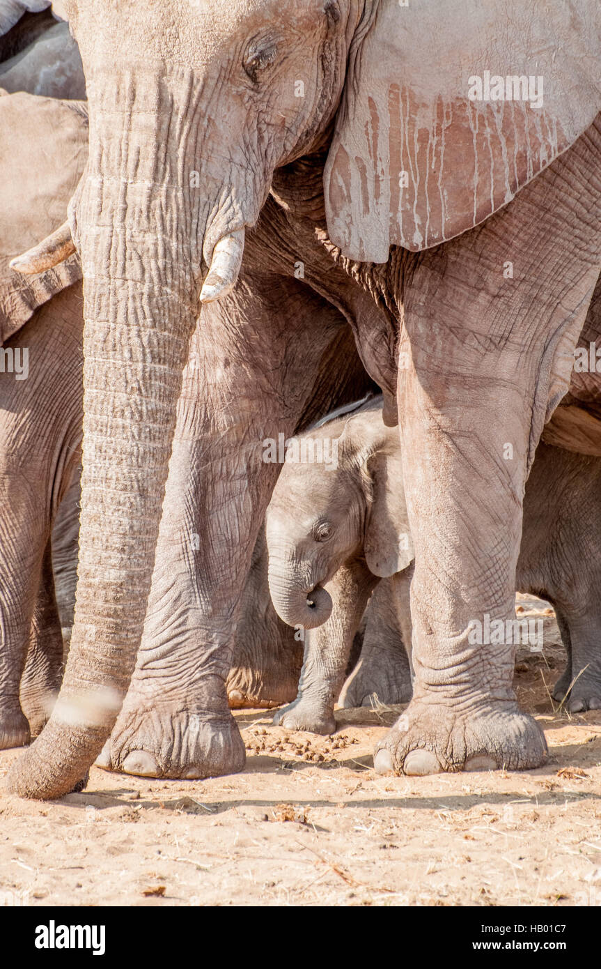 Baby-Elefant in Gruppe Stockfoto